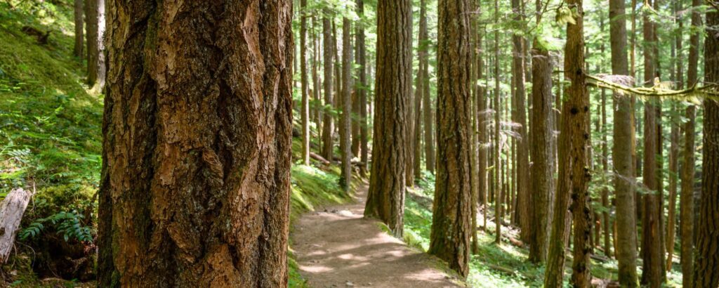 Aetna Outpatient Rehab in Puget Sound: PHP and IOP Coverage After Residential